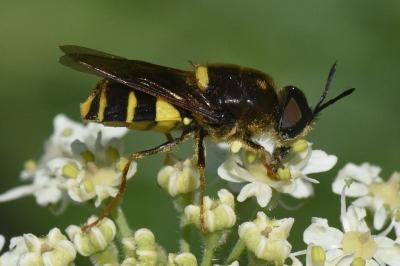 <i>Stratiomys potamida</i>