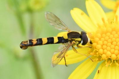 <i>Sphaerophoria</i>