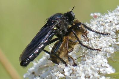 <i>Dasypogon diadema</i>