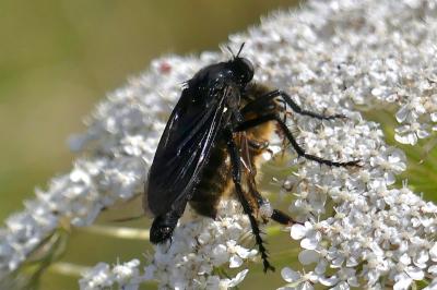 <i>Dasypogon diadema</i>