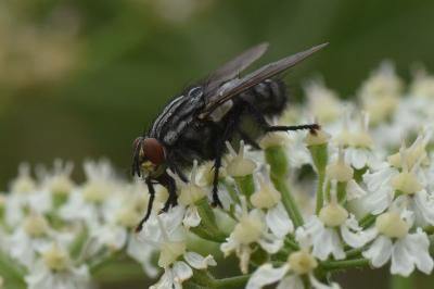 <i>Sarcophaga carnaria</i>