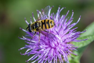 <i>Myathropa florea</i>
