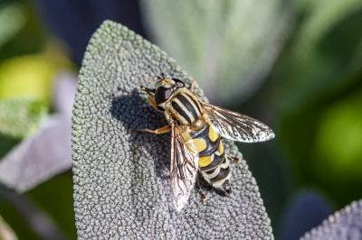 <i>Helophilus trivittatus</i>