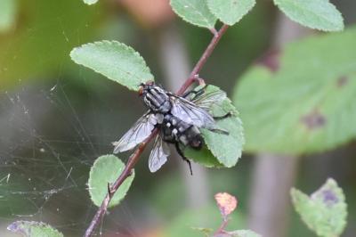 <i>Sarcophaga carnaria</i>