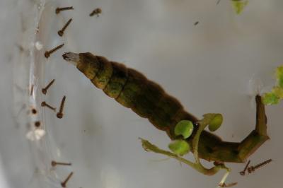 <i>Stratiomys potamida</i>