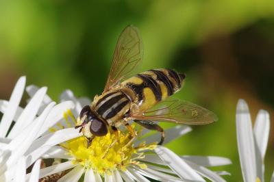 <i>Helophilus trivittatus</i>