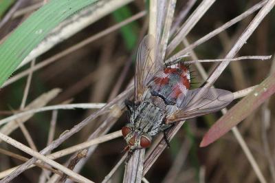 <i>Peleteria iavana</i>