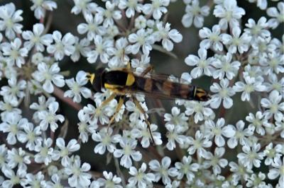 <i>Sphaerophoria scripta</i>