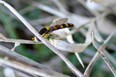 <i>Sphaerophoria scripta</i>