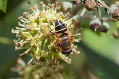 <i>Eristalis tenax</i>