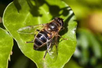 <i>Eristalis pertinax</i>