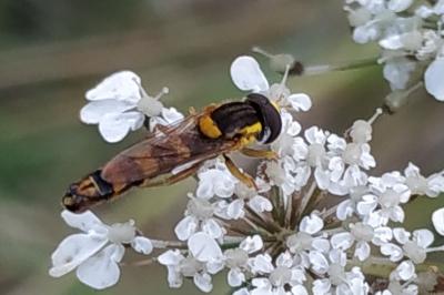 <i>Sphaerophoria scripta</i>
