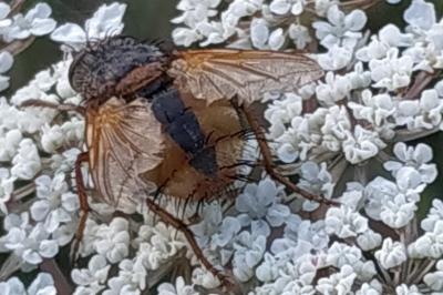 <i>Tachina fera</i>
