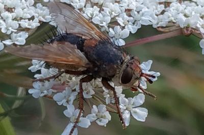 <i>Tachina fera</i>
