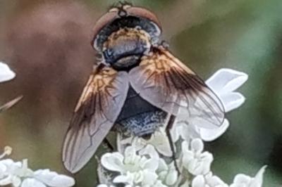 <i>Ectophasia crassipennis</i>