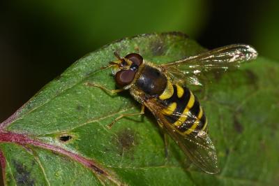 <i>Syrphus vitripennis</i>