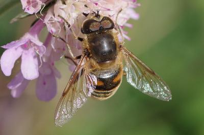 <i>Eristalis tenax</i>