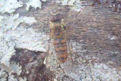 <i>Episyrphus balteatus</i>