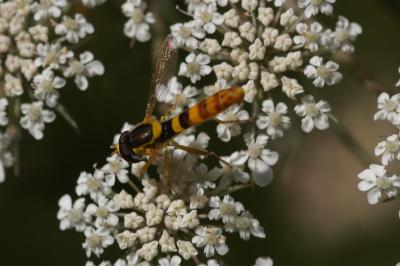 <i>Sphaerophoria scripta</i>