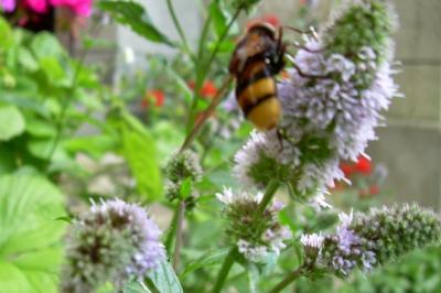 <i>Volucella zonaria</i>