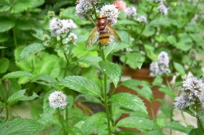 <i>Volucella zonaria</i>