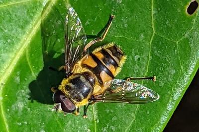 <i>Myathropa florea</i>