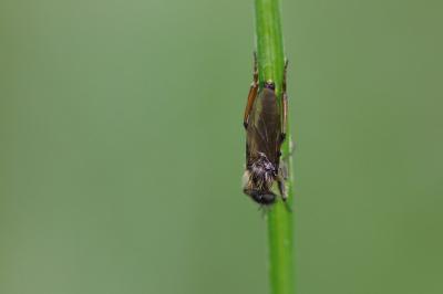 <i>Bibio lanigerus</i>