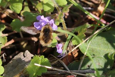 <i>Bombylius minor</i>