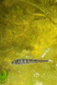 <i>Stratiomys potamida</i>
