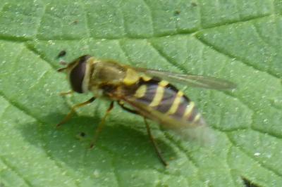 <i>Syrphus ribesii</i>