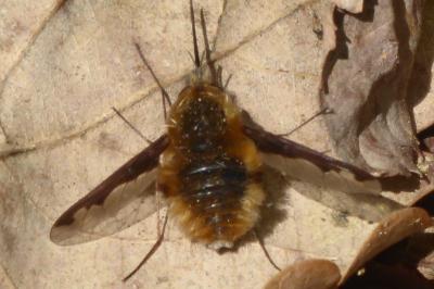 <i>Bombylius major</i>