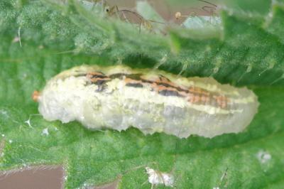 <i>Syrphus</i>