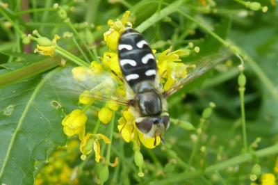 <i>Scaeva pyrastri</i>