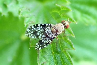 <i>Trypetoptera punctulata</i>