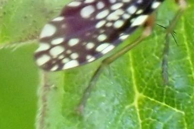 <i>Trypetoptera punctulata</i>