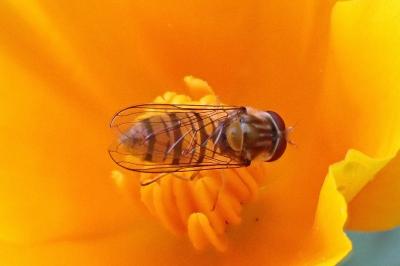 <i>Episyrphus balteatus</i>