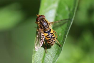 <i>Parhelophilus</i>