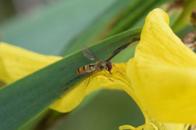 <i>Episyrphus balteatus</i>