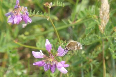 <i>Bombylius</i>