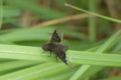 <i>Hemipenthes morio</i>