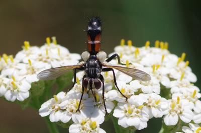 <i>Cylindromyia brassicaria</i>