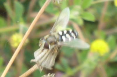 <i>Scaeva pyrastri</i>