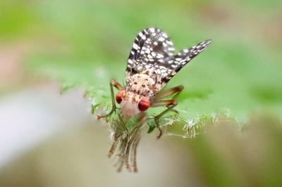 <i>Trypetoptera punctulata</i>