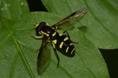 <i>Philhelius pedissequus</i>