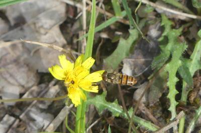 <i>Episyrphus balteatus</i>