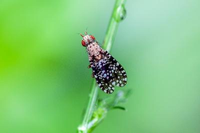 <i>Trypetoptera punctulata</i>