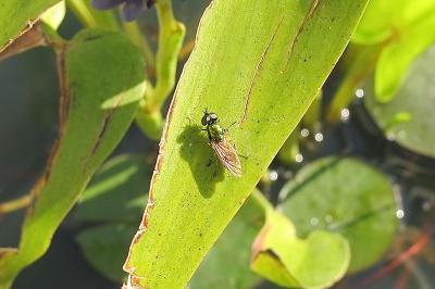<i>Chloromyia formosa</i>