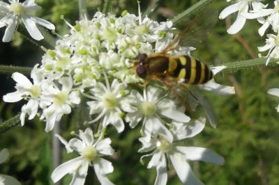 <i>Syrphus ribesii</i>