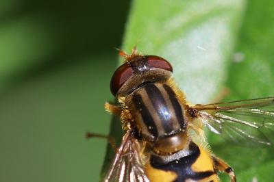 <i>Parhelophilus</i>