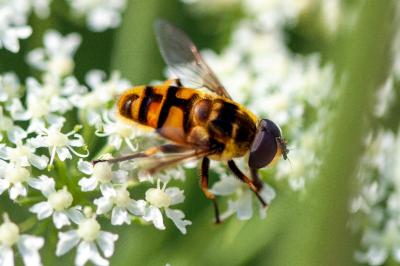 <i>Myathropa florea</i>